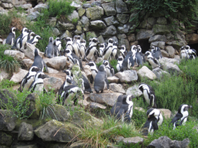 Смотреть фото Очковый пингвин Фото Очковый пингвин