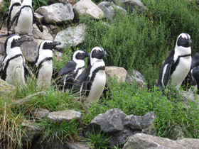 Смотреть фото Очковый пингвин Фото Очковый пингвин