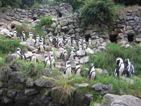 Смотреть фото Очковый пингвин Фото Очковый пингвин