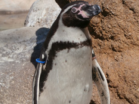 Фото Пингвин Гумбольдта