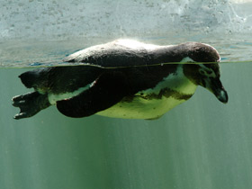 Пингвин Гумбольдта Пингвин Гумбольдта