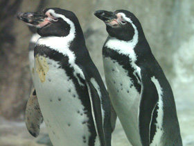 Фото Пингвин Гумбольдта