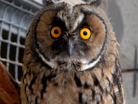 Смотреть фото Ушастая сова Фото Ушастая сова