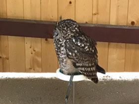 Смотреть фото Африканский филин Фото Африканский филин