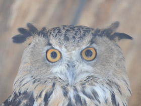 Смотреть фото Обыкновенный филин Фото Обыкновенный филин