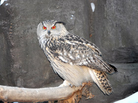 Смотреть фото Обыкновенный филин Фото Обыкновенный филин