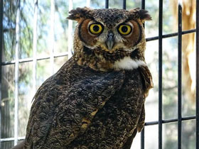 Смотреть фото Виргинский филин Фото Виргинский филин
