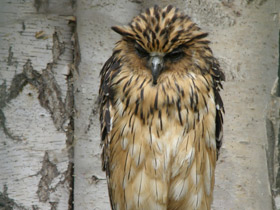 Фото Малайский рыбный филин
