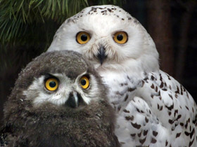 Фото Белая сова: крылья над тундрой