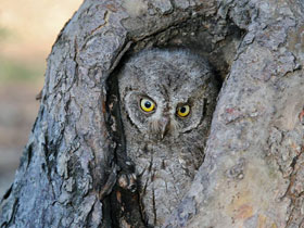 Сплюшка Сплюшка