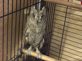 Фото Уссурийская совка