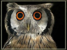 Северная белолицая совка Северная белолицая совка