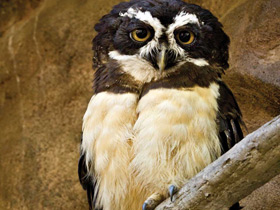 Фото Очковая неотропическая сова
