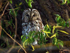 Фото Серая неясыть