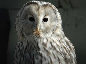 Фото Бородатая неясыть