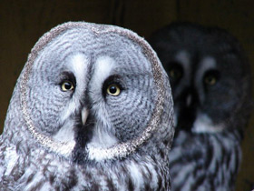 Фото Бородатая неясыть