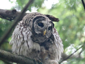 Фото Пёстрая неясыть
