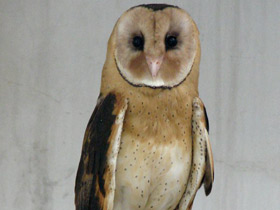 Фото Травяная восточная сипуха