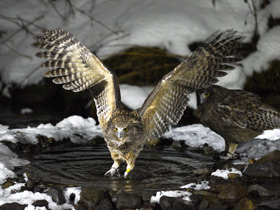 Фото Рыбный филин