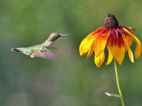 Фото Обыкновенный архилохус