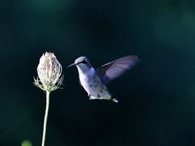 Фото Обыкновенный архилохус