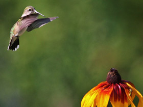 Фото Обыкновенный архилохус