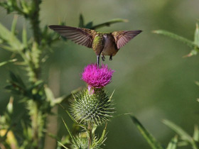 Фото Обыкновенный архилохус