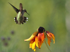 Фото Обыкновенный архилохус