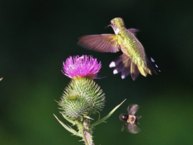 Фото Обыкновенный архилохус