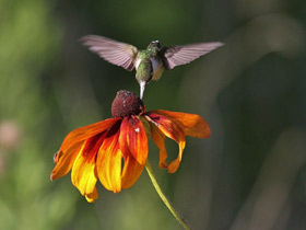 Фото Обыкновенный архилохус