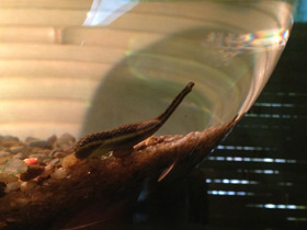 Смотреть фото Вампиры вокруг нас Фото Вампиры вокруг нас