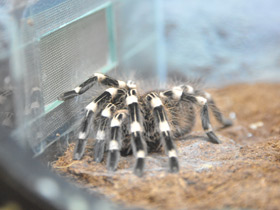 Фото Гигантский белоколенный птицеед