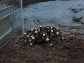 Фото Гигантский белоколенный птицеед