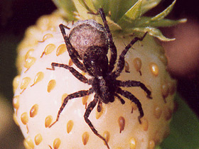 Фото Волчьи пауки