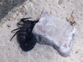 Смотреть фото Мавританский толстохвостый скорпион Фото Мавританский толстохвостый скорпион