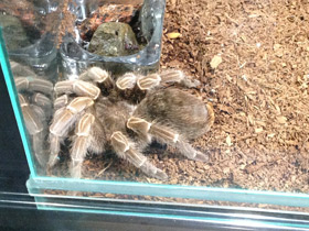 Фото Полосатая афонопельма