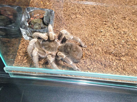 Фото Полосатая афонопельма