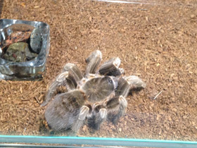 Фото Полосатая афонопельма