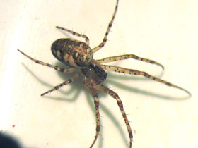 Фото Обыкновенный крестовик