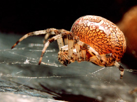 Фото Обыкновенный крестовик