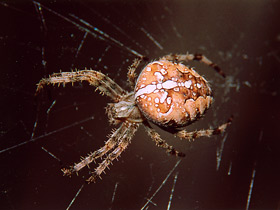 Фото Обыкновенный крестовик