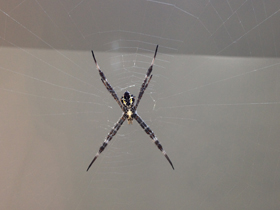 Фото Осовидная агриопа