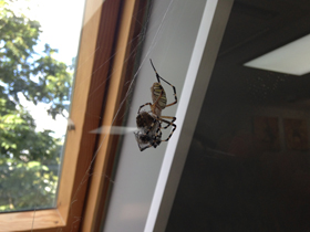 Смотреть фото Осовидная агриопа Фото Осовидная агриопа