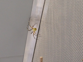 Смотреть фото Осовидная агриопа Фото Осовидная агриопа