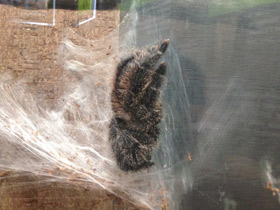 Фото Манаусская авикулярия