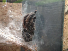 Фото Манаусская авикулярия