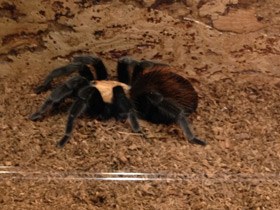 Фото Мексиканский золотистый птицеед