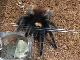 Фото Мексиканский золотистый птицеед