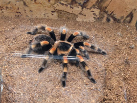 Смотреть фото Мексиканский красноколенный птицеед Фото Мексиканский красноколенный птицеед