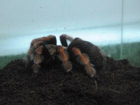 Фото Птицеед Бёма